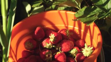 Çiftçi olgun bir böğürtlen topluyor. Bahçıvanlar yazın bahçede çilek toplarlar. Lezzetli çilekli tatlı. El çalılıktan kırmızı bir çilek seçer ve kovaya koyar..