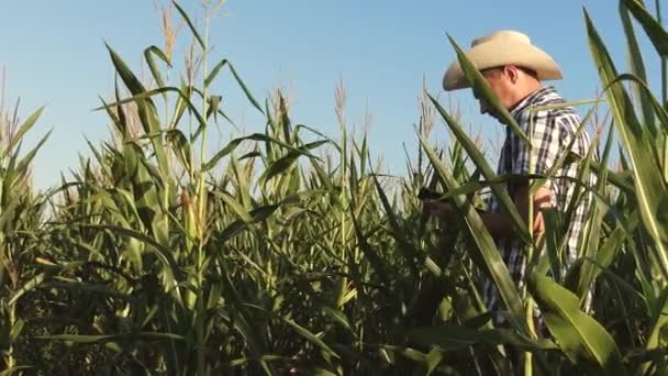 Jordbrukare med en surfplatta kontrollerar majsfältet. Begreppet jordbruksföretag.Agronomen arbetar inom området, undersöker de mogna axen av majs. affärsman som arbetar inom jordbruket. — Stockvideo