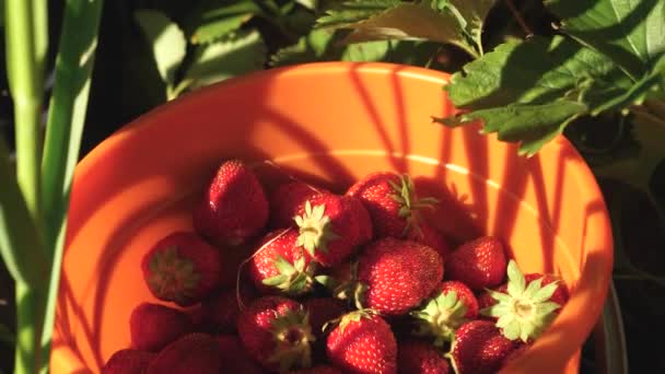 Contadino raccoglie una bacca matura. la mano di giardinieri raccoglie fragole nell'estate in giardino. delizioso dessert alla fragola. mano raccoglie una fragola rossa da un cespuglio e la mette in un secchio . — Video Stock