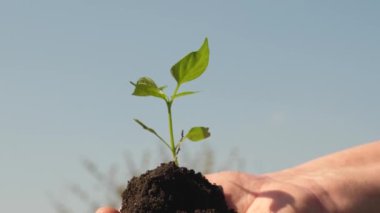 Genç filiz çiftçinin ellerinde. Bahçıvanın elleri avuçlarında gökyüzüne karşı yeşil bir fidan tutuyor. Tatlı biber fidanı yakın plan. Çevre dostu filizlenme. Ekolojik olarak temiz gezegen