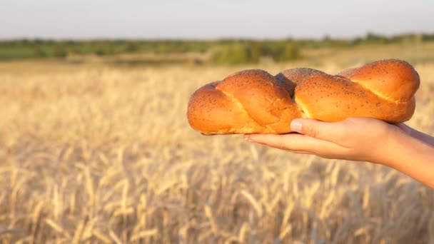 Broodje met maanzaad, brood op de handpalmen. Lekker vers brood van hand tot hand op een veld tarwe. een bakker geeft een boer een knapperig brood. — Stockvideo