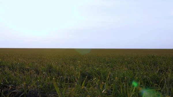 Raccolti a remi. concetto di agricoltura. campo verde di germe di grano giovane. campo di grano all'alba. campo di grano invernale all'inizio della primavera al tramonto . — Foto Stock