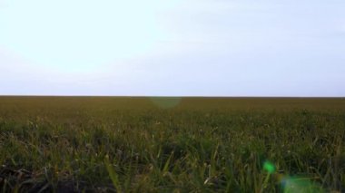 Kürek mahsulü. tarım kavramı. Yeşil buğday tohumu tarlası. Gün doğumunda erken bahar buğday tarlası. Kışın buğday tarlası İlkbaharın başlarında gün batımında.