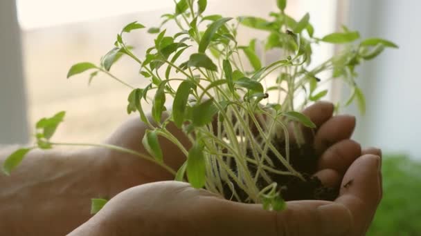 In laboratoriumhanden van mannen houden groene zaailingen in hun palmen tegen het raam. tomatenzaailingen close-up. Jonge spruit in de handen van een boer. milieuvriendelijke spruit. groene planeet — Stockvideo