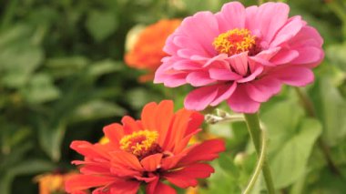 arı bahar, yaz aylarında bahçede bir çiçek nektar toplar. parkta çok renkli çiçekler. Bahçede güzel çiçekler Zinnia çiçek. çiçek iş. Bahçe güzel çiçekler sera