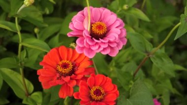 arı bahar, yaz aylarında bahçede bir çiçek nektar toplar. parkta çok renkli çiçekler. Bahçede güzel çiçekler Zinnia çiçek. çiçek iş. Bahçe güzel çiçekler sera