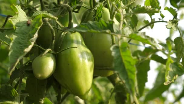 Omogna tomater på lantbrukare plantering. gröna tomater mognar på en gren av en buske. närbild. Tomatplantans drivkraft i växthuset. jordbruksföretag. — Stockvideo