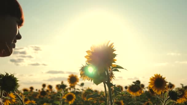 Young free woman traveler in a sunflower field in rays of sunrise or sunset is sunny. Young healthy girl examines a flowering sunflower. beautiful girl travels in countryside. adventure and travel — Stock Video