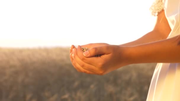 Mãos de uma menina agrônomo com trigo. Mulher agricultora segura o grão nas palmas das mãos. empresário olha para a qualidade do trigo no campo. colheita de grãos . — Vídeo de Stock