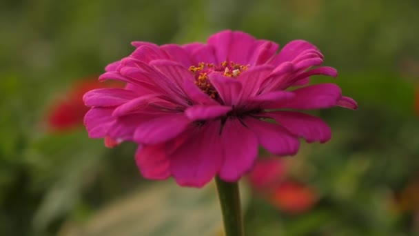 Flores multi-coloridas no parque de verão. Vídeo 4K. belas flores do jardim de flores na primavera. close-up. flor de verão vermelho no jardim. Lindas flores de Zinnia florescem no jardim. negócio de flores — Vídeo de Stock