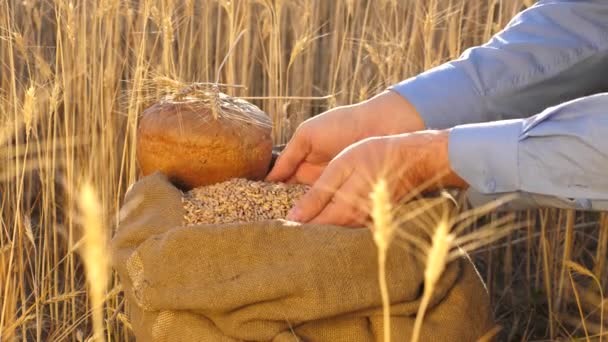 Les mains des agriculteurs versent les grains de blé dans un sac avec des oreilles. Récolte des céréales. Un agronome examine la qualité du grain. L'homme d'affaires vérifie la qualité du blé. concept d'agriculture. gros plan. — Video