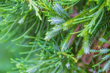 yeşil çam ağacı veya çam dalları. Makro sho