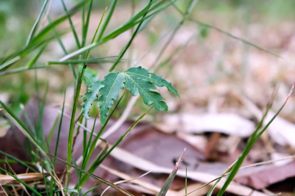 Tropical leaves in nature — Stock Photo, Image