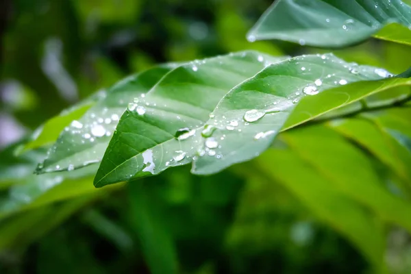 Yaprak sabah çiğ damlasına
