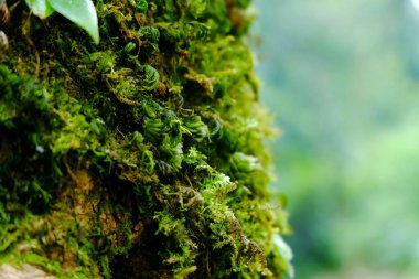 Bir ormanda yosun ile ağaç gövdeleri, dağlarda doimonjong Chiang Mai, Tayland