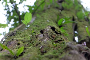 Bir ormanda yosun ile ağaç gövdeleri, dağlarda doimonjong Chiang Mai, Tayland