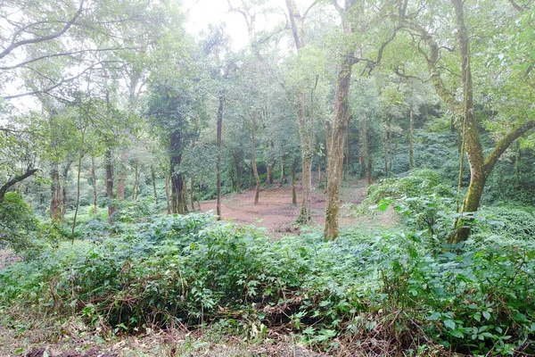 Paisagem Floresta Fundo Floresta Natural Nas Montanhas Doimonjong Chiang Mai — Fotografia de Stock