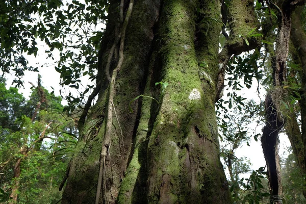 Tree trunks with moss in a forest, at mountains doimonjong Chiang Mai ,Thailand