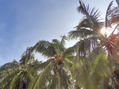 Hindistan cevizi palmiyesi manzarası, Bangsaen sahilindeki güzel hindistan cevizi palmiyeleri, Tayland