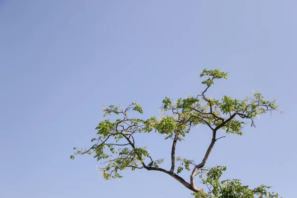 Деревянный Филиал Зеленые Листья Фоне Неба — стоковое фото