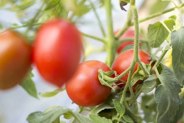 Tomatoes in the garden,Vegetable garden with plants of red tomatoes. Ripe tomatoes on a vine, growing on a garden. Red tomatoes growing on a branch.