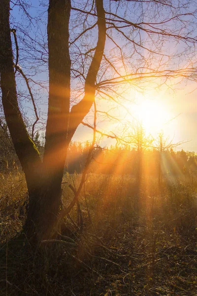 Big autumn tree without leaves in rays of setting sun - autumn landscape