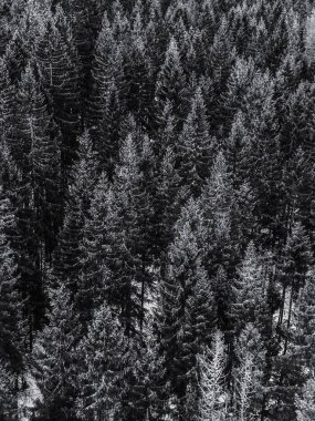 Siyah ve beyaz dağ. Bulut ve sis. Ağaçlar. Ahşap