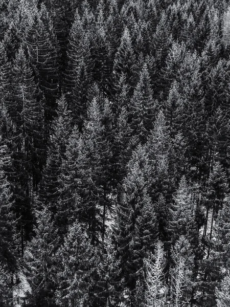 Siyah ve beyaz dağ. Bulut ve sis. Ağaçlar. Ahşap