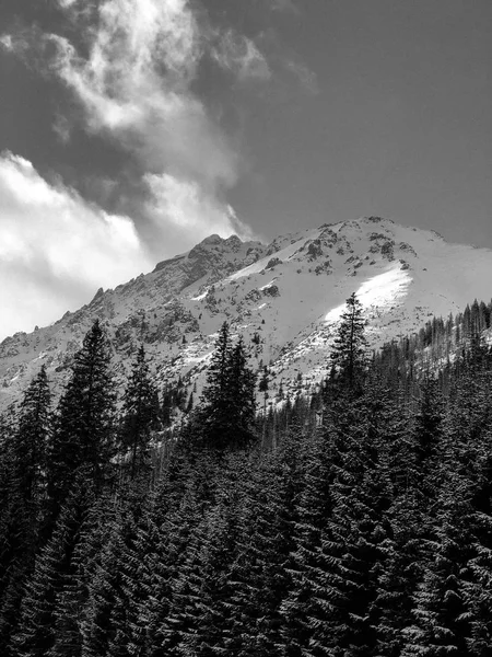 Siyah Beyaz Dağ Bulut Sis Ağaçlar Ahşap — Stok fotoğraf