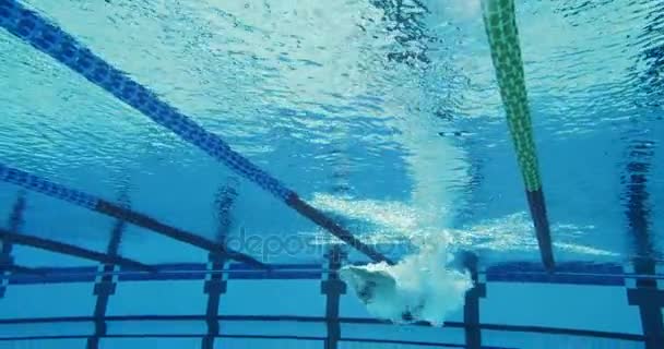 Nadador masculino profesional nadando en la piscina — Vídeo de stock