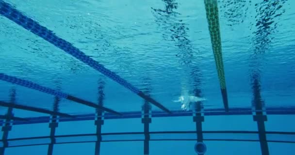 Nadador masculino profissional nadando na piscina — Vídeo de Stock