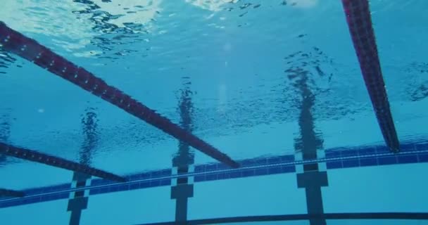 Nadador masculino profissional nadando na piscina — Vídeo de Stock