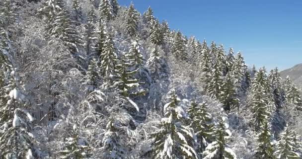 Malownicza zima Natura Krajobraz — Wideo stockowe