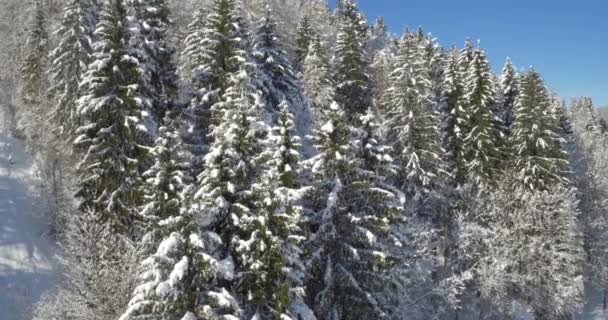 Γραφικό χειμωνιάτικο τοπίο της φύσης — Αρχείο Βίντεο