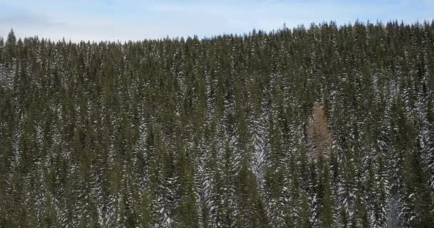 Pintoresco paisaje de naturaleza invernal — Vídeos de Stock