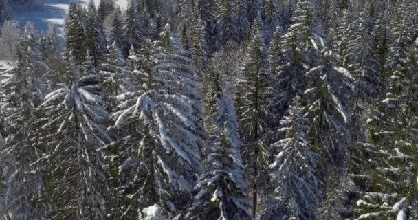 Paysage naturel hivernal pittoresque — Video