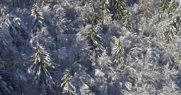 Pintoresco paisaje de naturaleza invernal — Vídeos de Stock