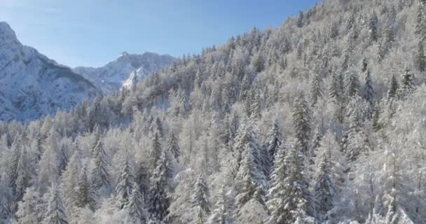 Pintoresco paisaje de naturaleza invernal — Vídeo de stock