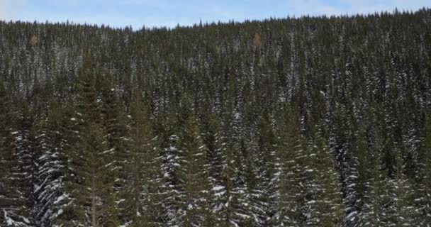 Pintoresco paisaje de naturaleza invernal — Vídeo de stock