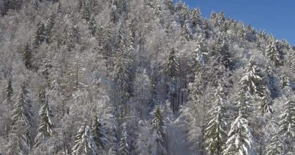 Pintoresco paisaje de naturaleza invernal — Vídeos de Stock