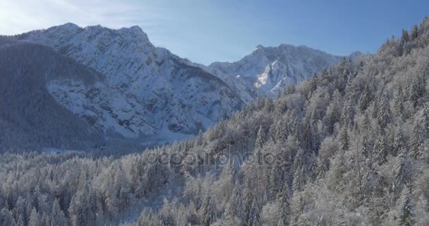 Picturesque winter nature landscape — Stock Video