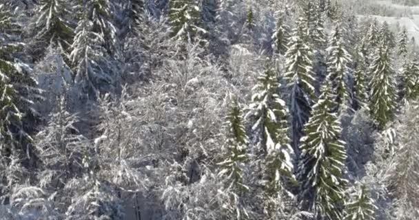 Schilderachtige natuur winterlandschap — Stockvideo