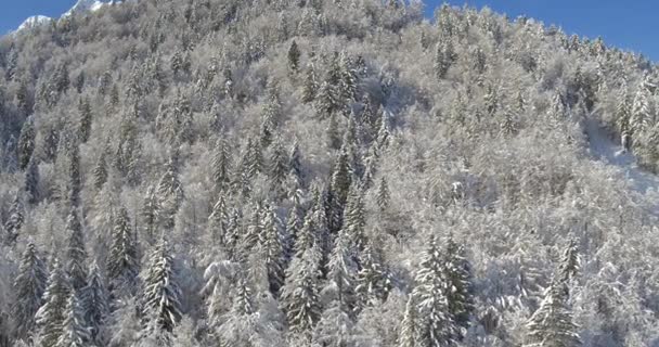 Picturesque winter nature landscape — Stock Video