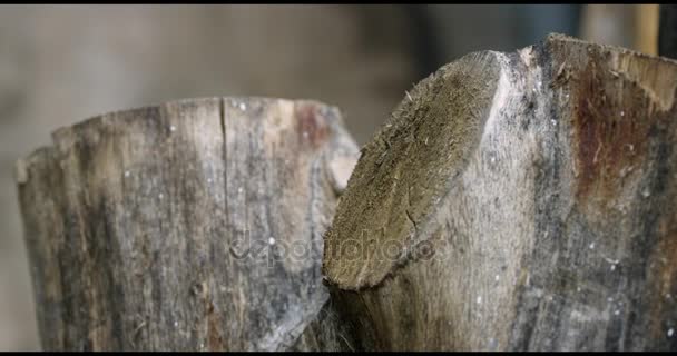 Pila di tronchi di legno — Video Stock