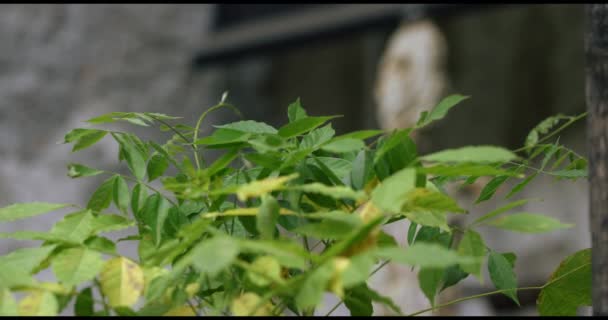 Gröna blad utomhus — Stockvideo