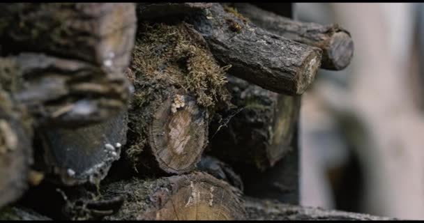 Hromada klád ze dřeva — Stock video