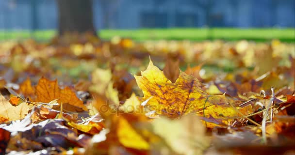 Liści jesienią w parku — Wideo stockowe