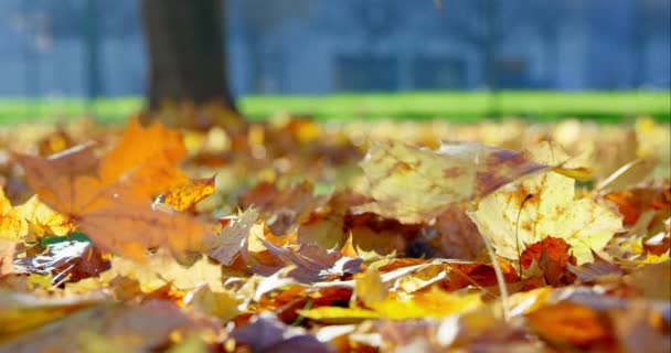 公園で立ち秋の葉 — ストック動画
