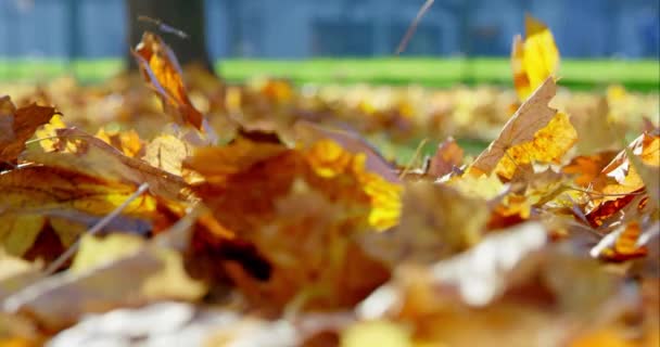 Hojas de otoño cayendo en el parque — Vídeo de stock