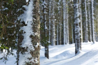 scenic shot of beautiful winter forest on sunny day
